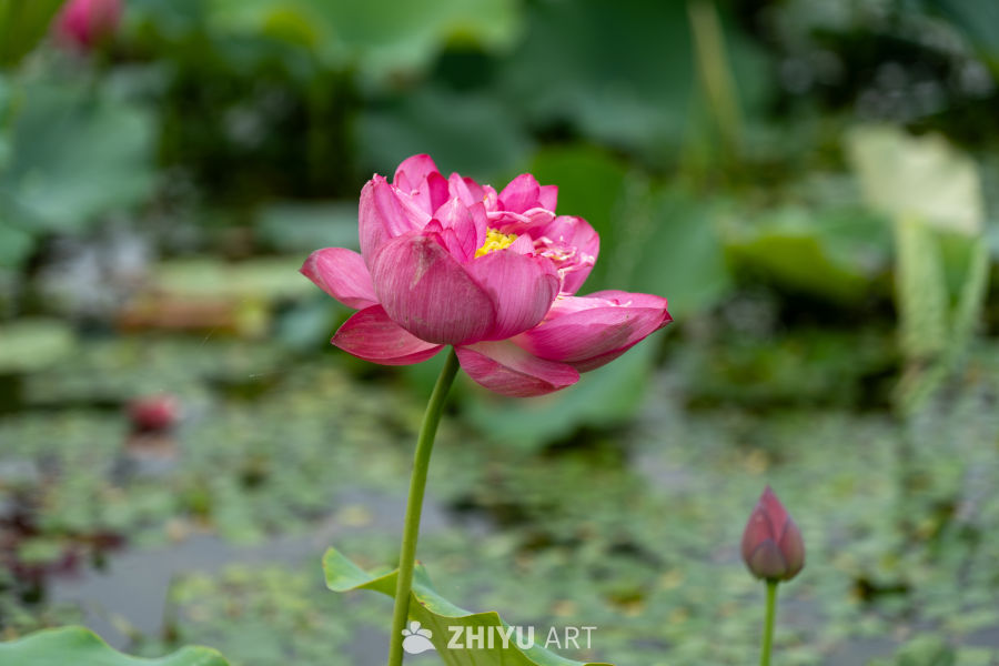 荷花 95