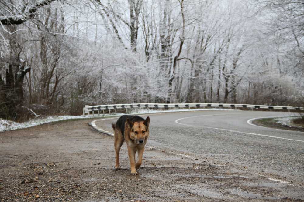 狗路道路动物