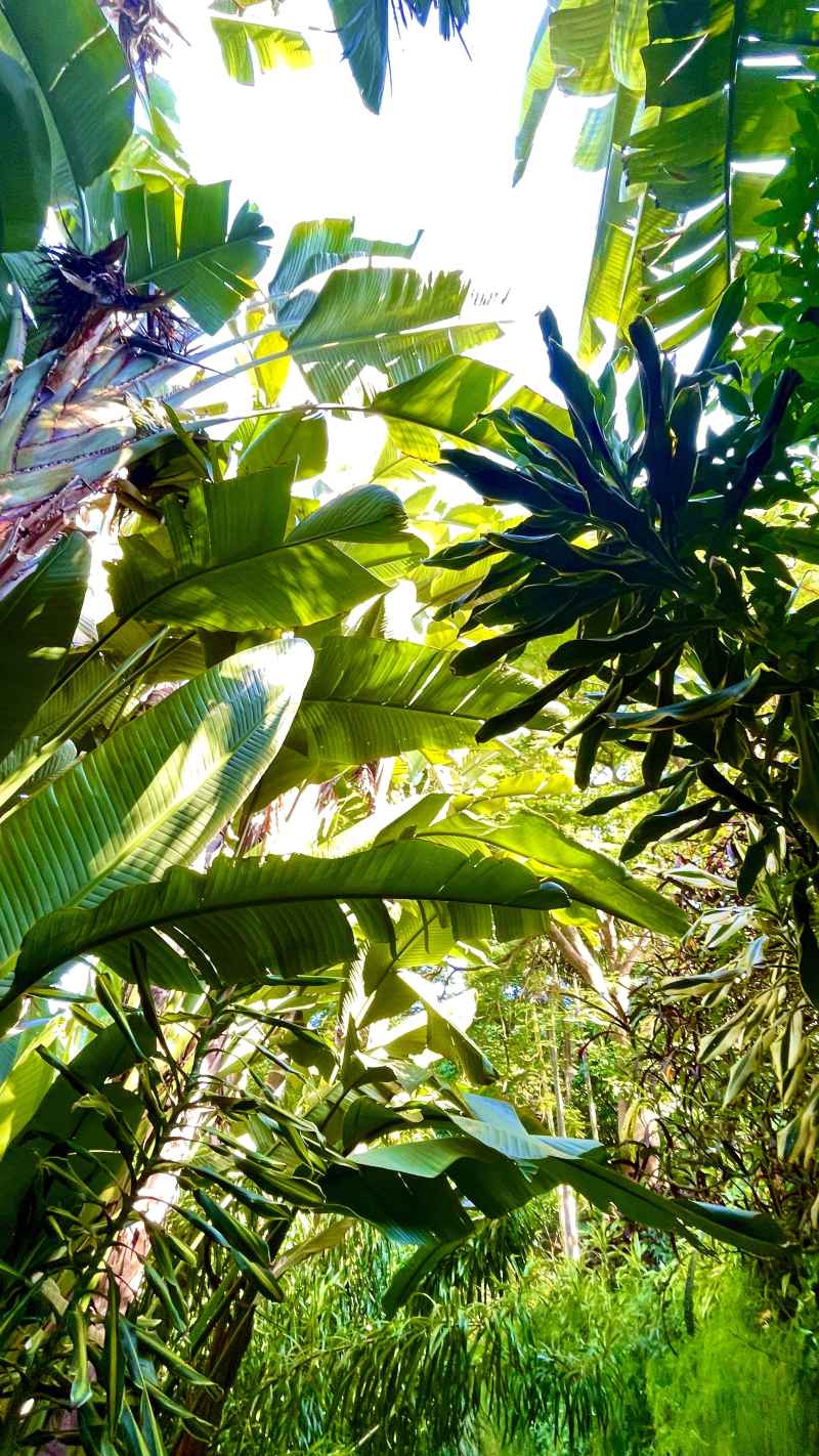 厦门植物园