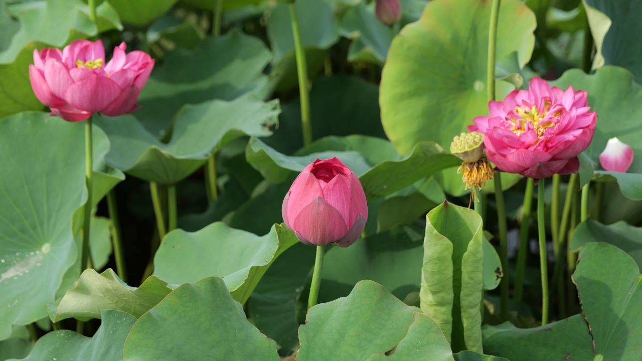 荷花 38