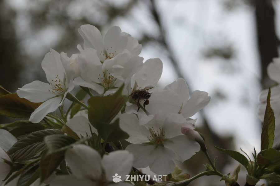 春日花间蜜蜂忙