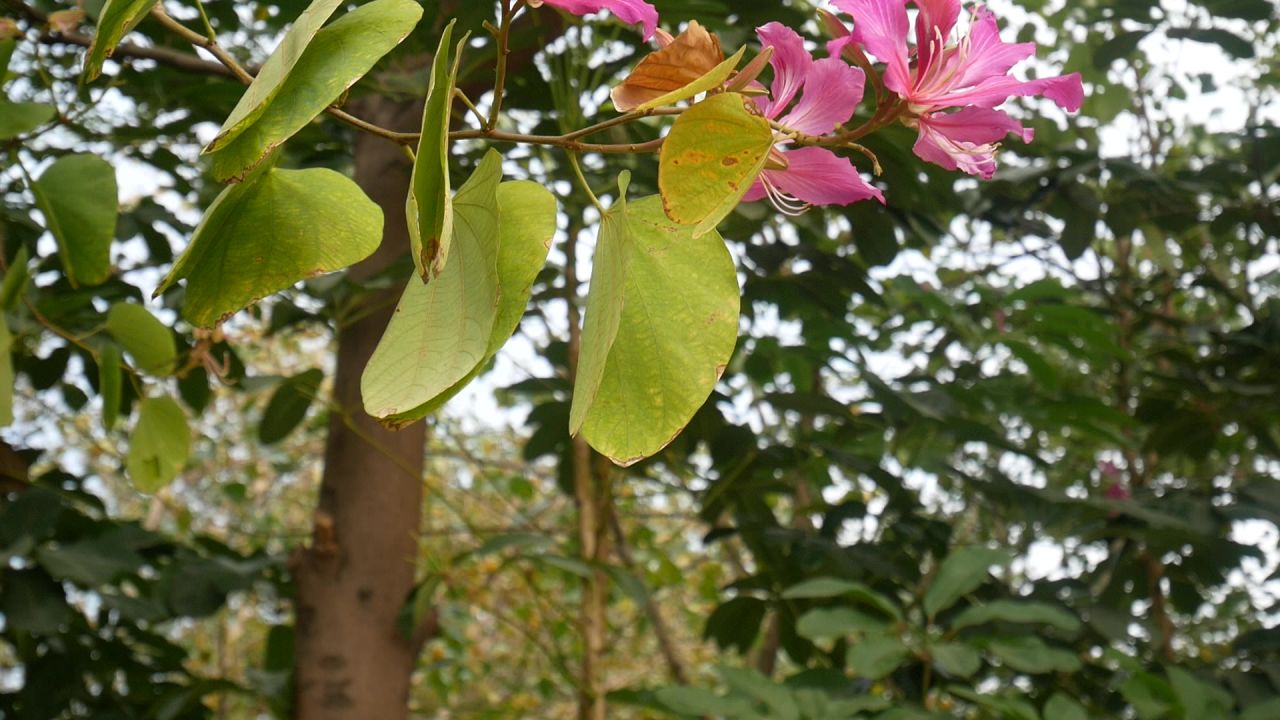 微风中的红花羊蹄甲花枝