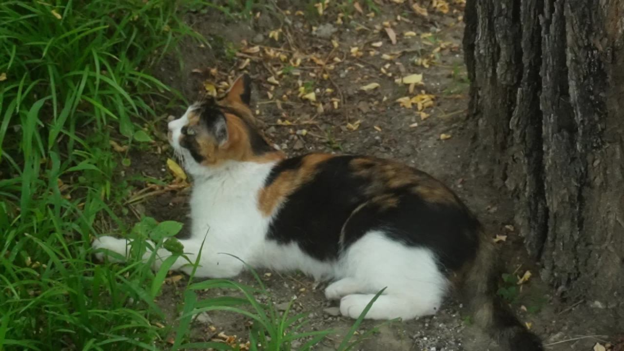 三花猫 1