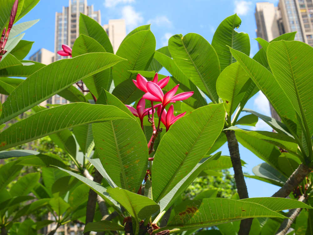 红色鸡蛋花树