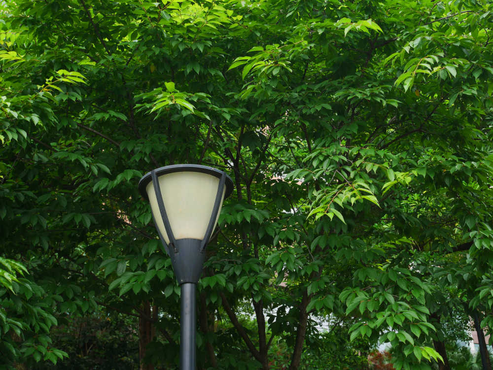 路灯和樱花树