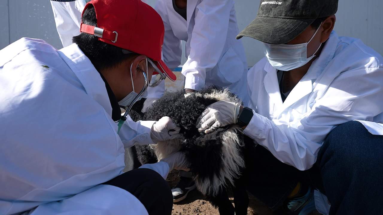 兽医团队给羊群做防疫
