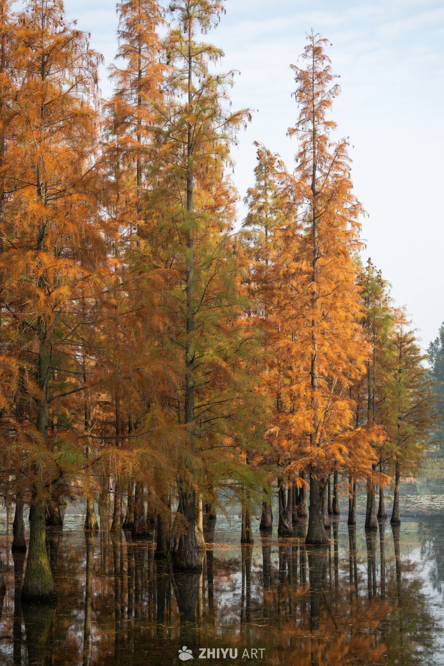 落羽杉水杉林的秋季景观