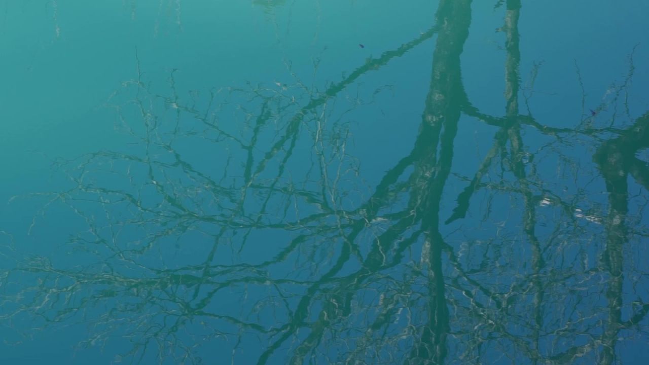 水中的树影