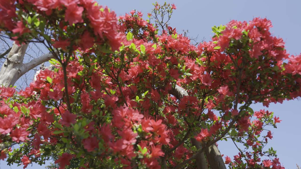 春天的红花树