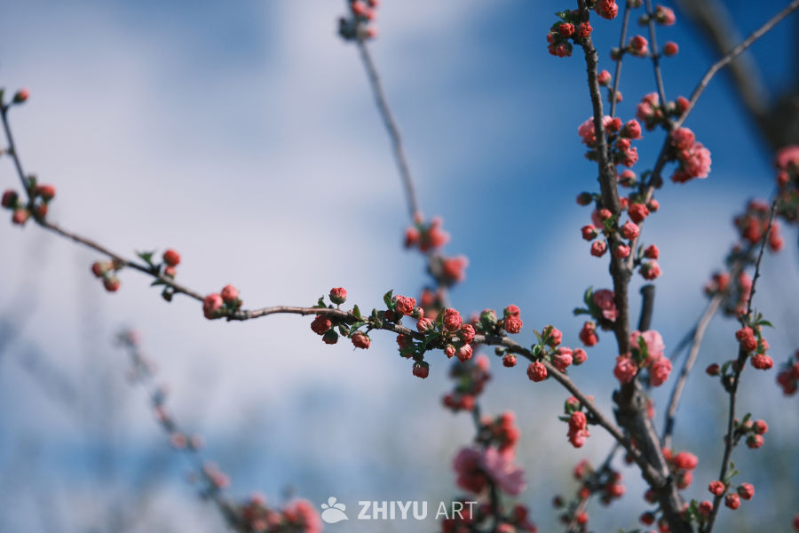 春天的花 3