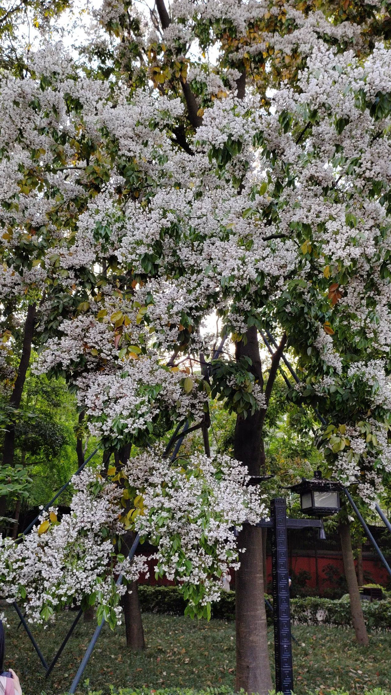 花树