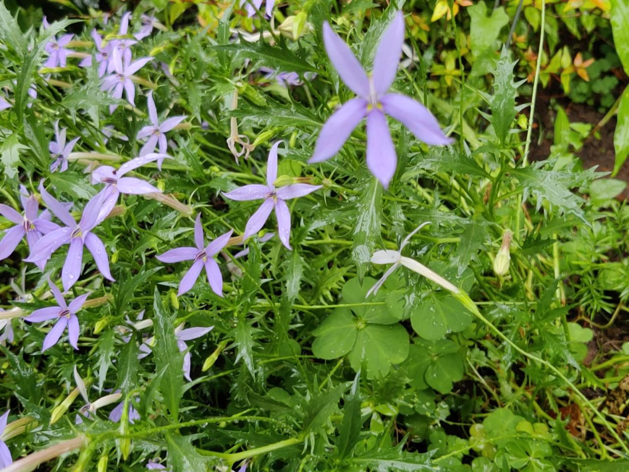 植物