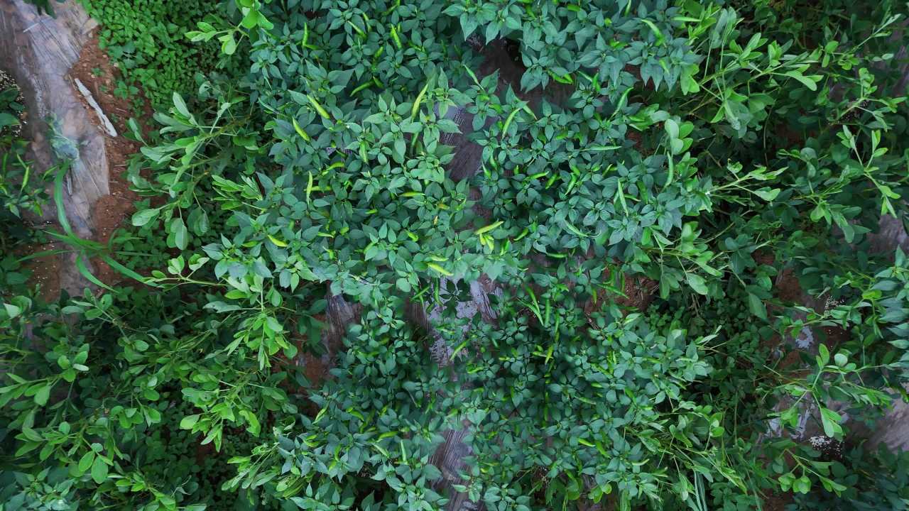 航拍辣椒田