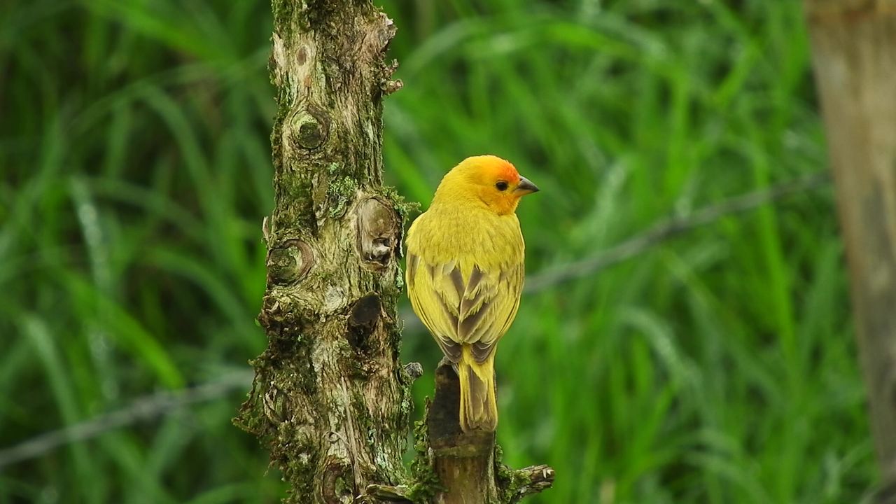 鸟黄色哥伦比亚