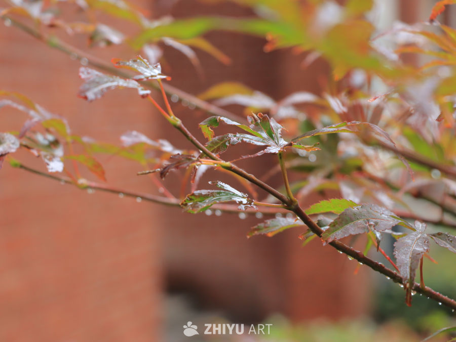 雨后枫叶的静谧之美