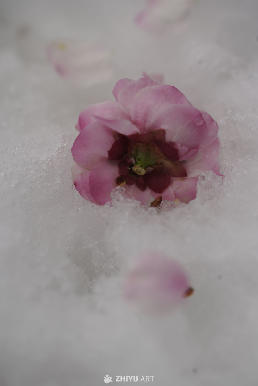 雪中绽放的紫色花
