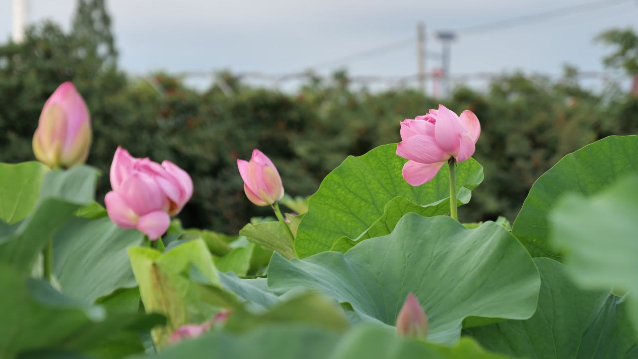 荷花 24