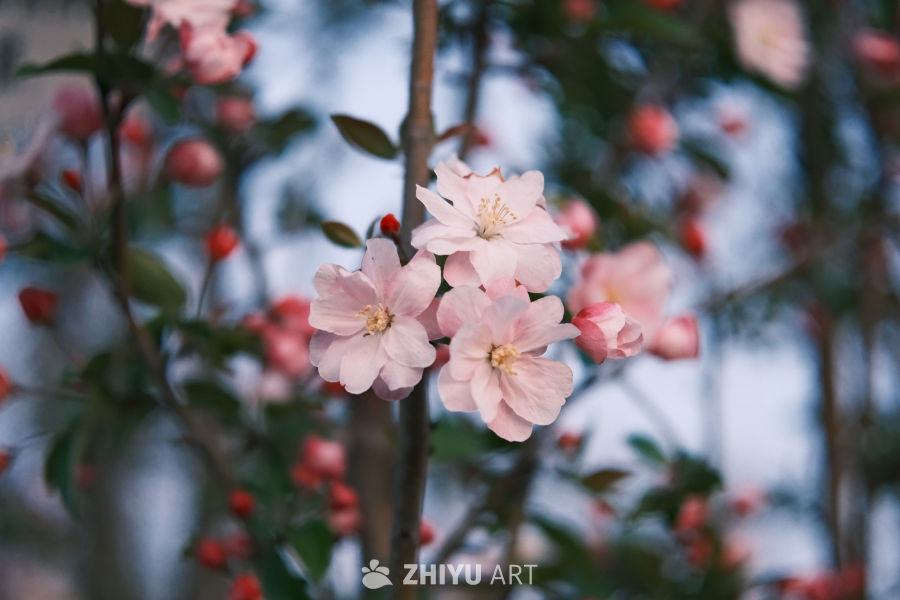 春天海棠花 7