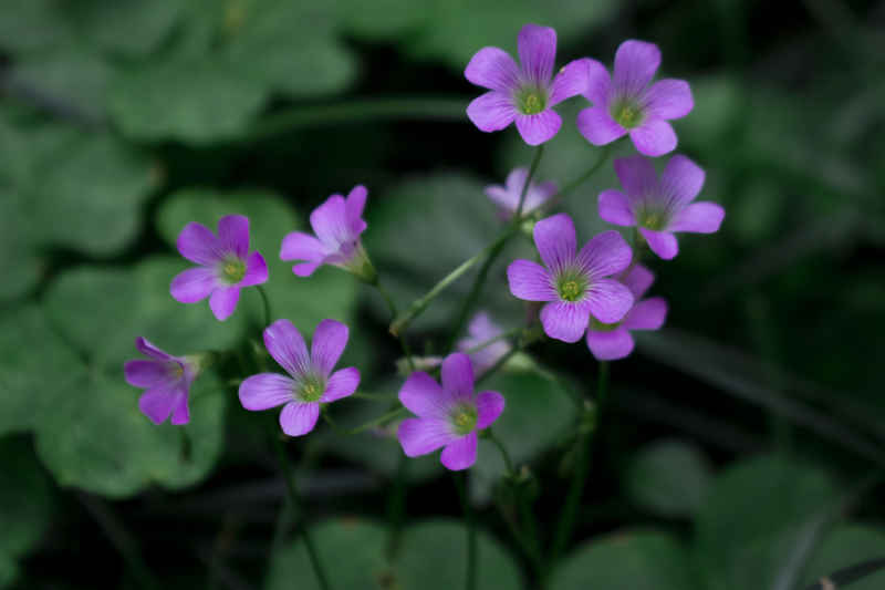 红花酢浆草