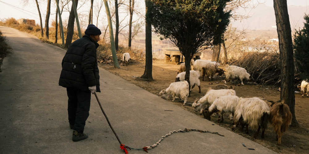 农村牧羊人
