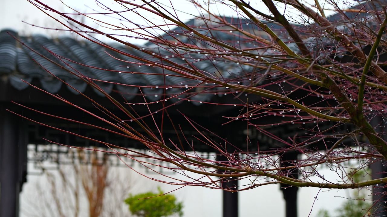 春雨