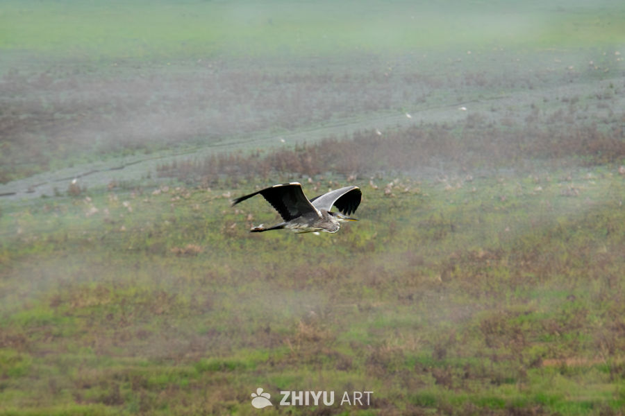 南矶山自然保护区的鸟类