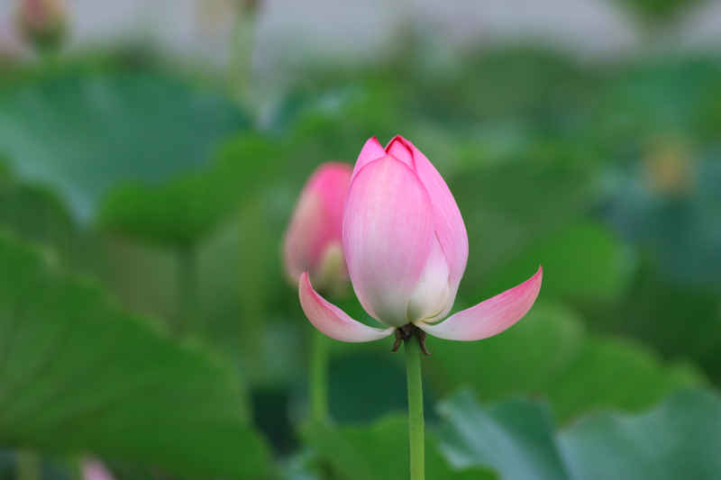 荷花 43