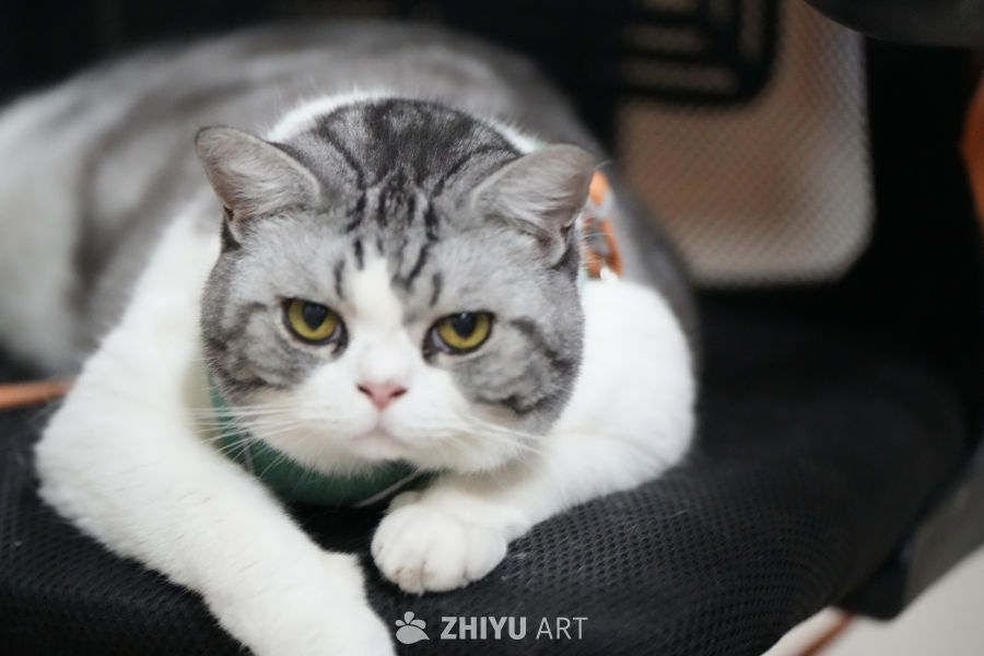 喵咪 25