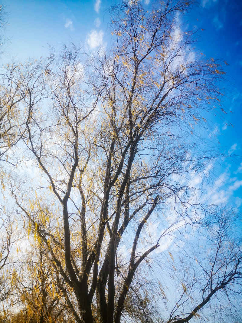 蓝天下秋天枯黄树叶植物摄影图  