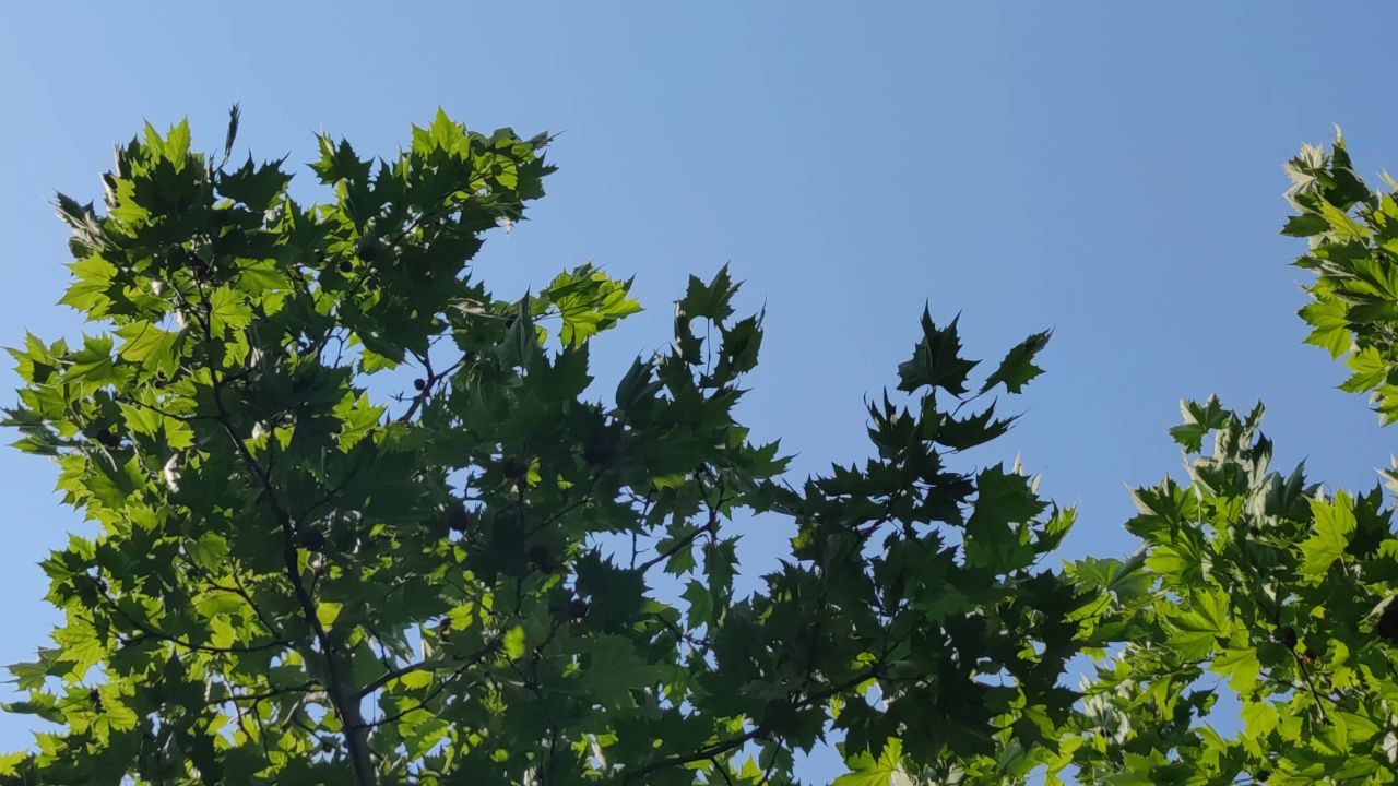 蓝天下风吹树叶植物实拍