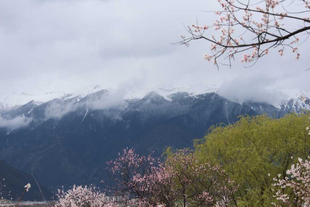 雪山桃花