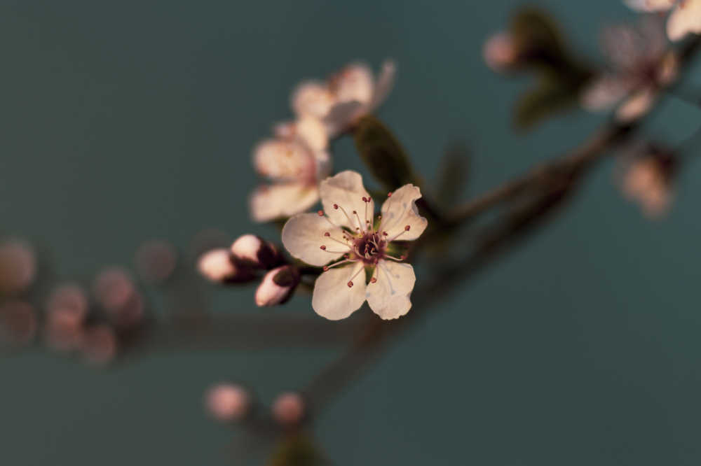 花1