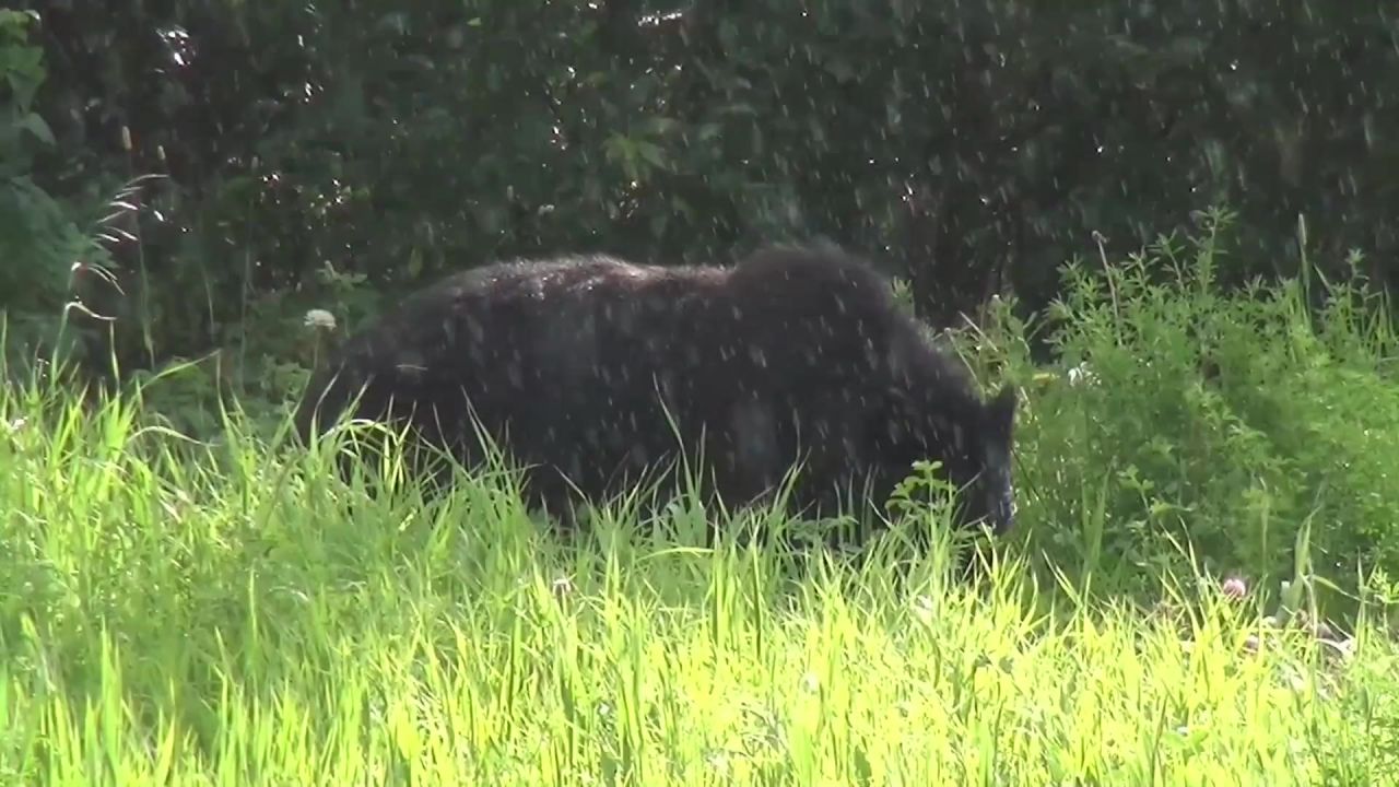 黑熊熊加拿大育