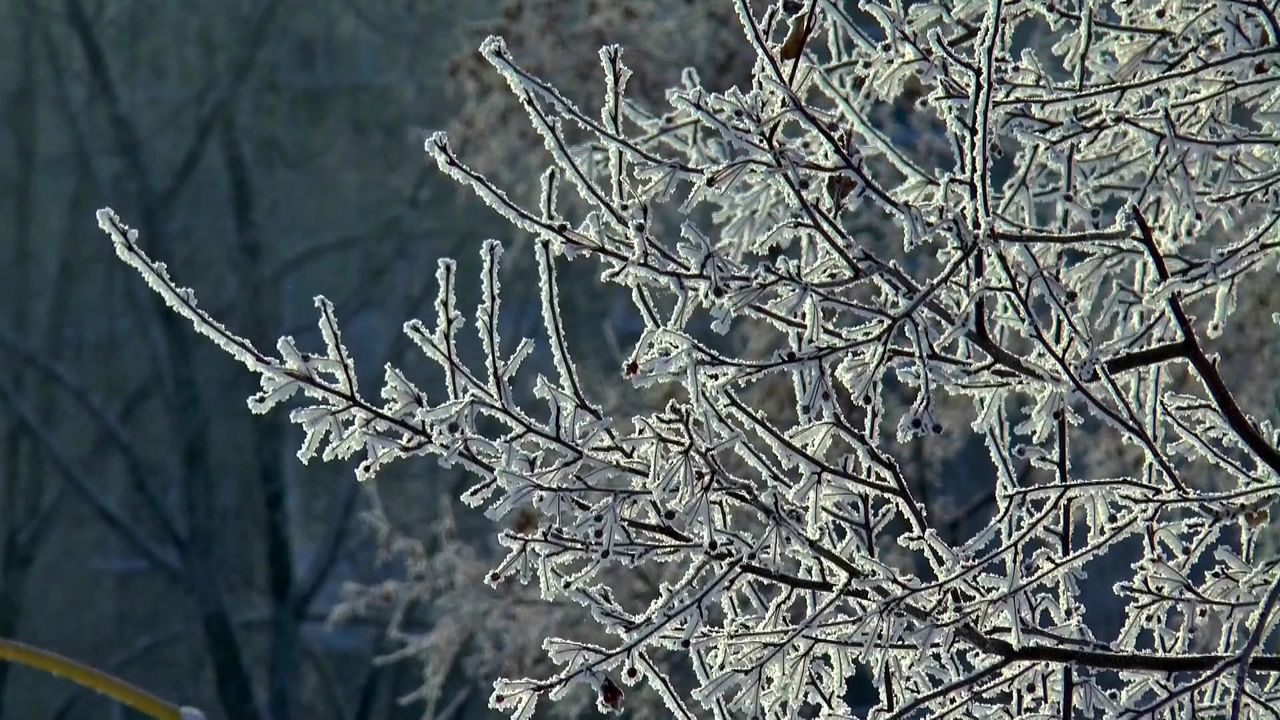 冬季雪树木景观