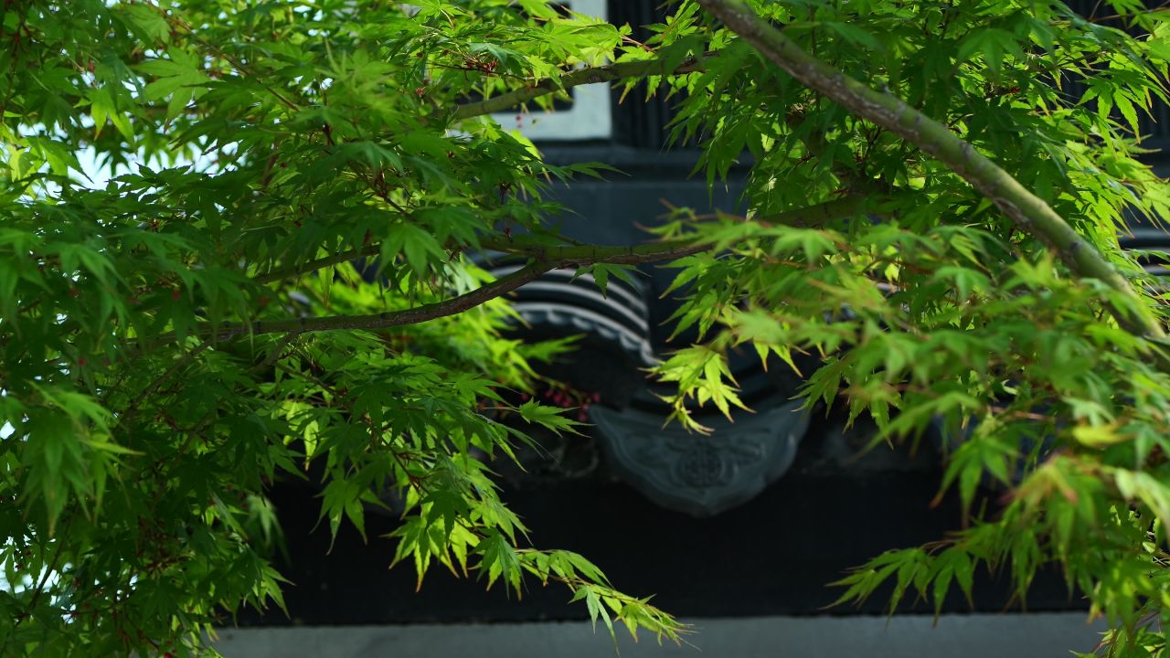 枫叶 中式建筑