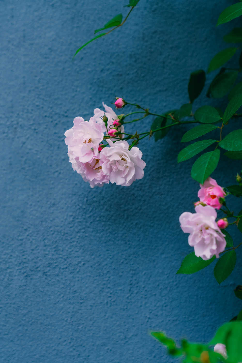 蔷薇花开