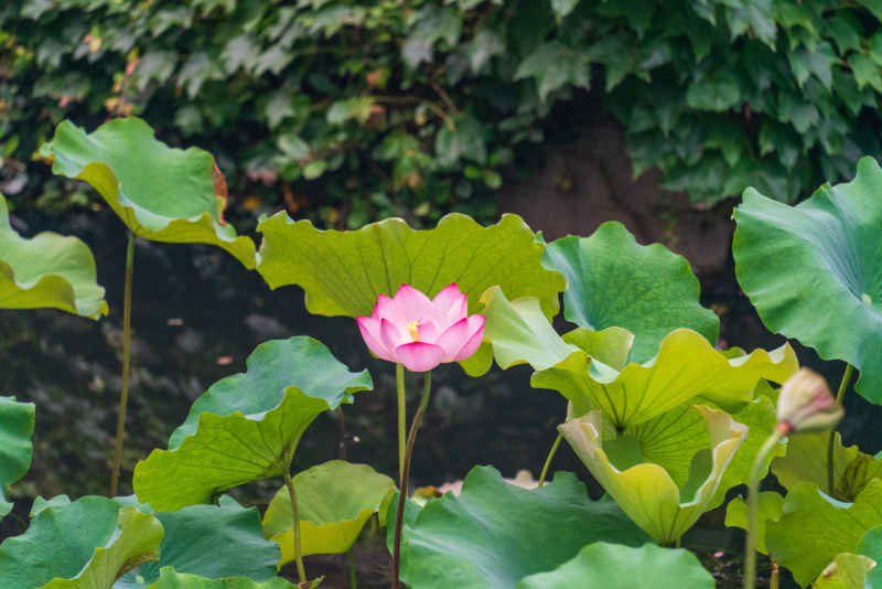 苏州荷花 4