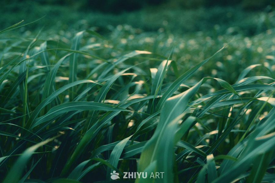 绿意盎然的草地