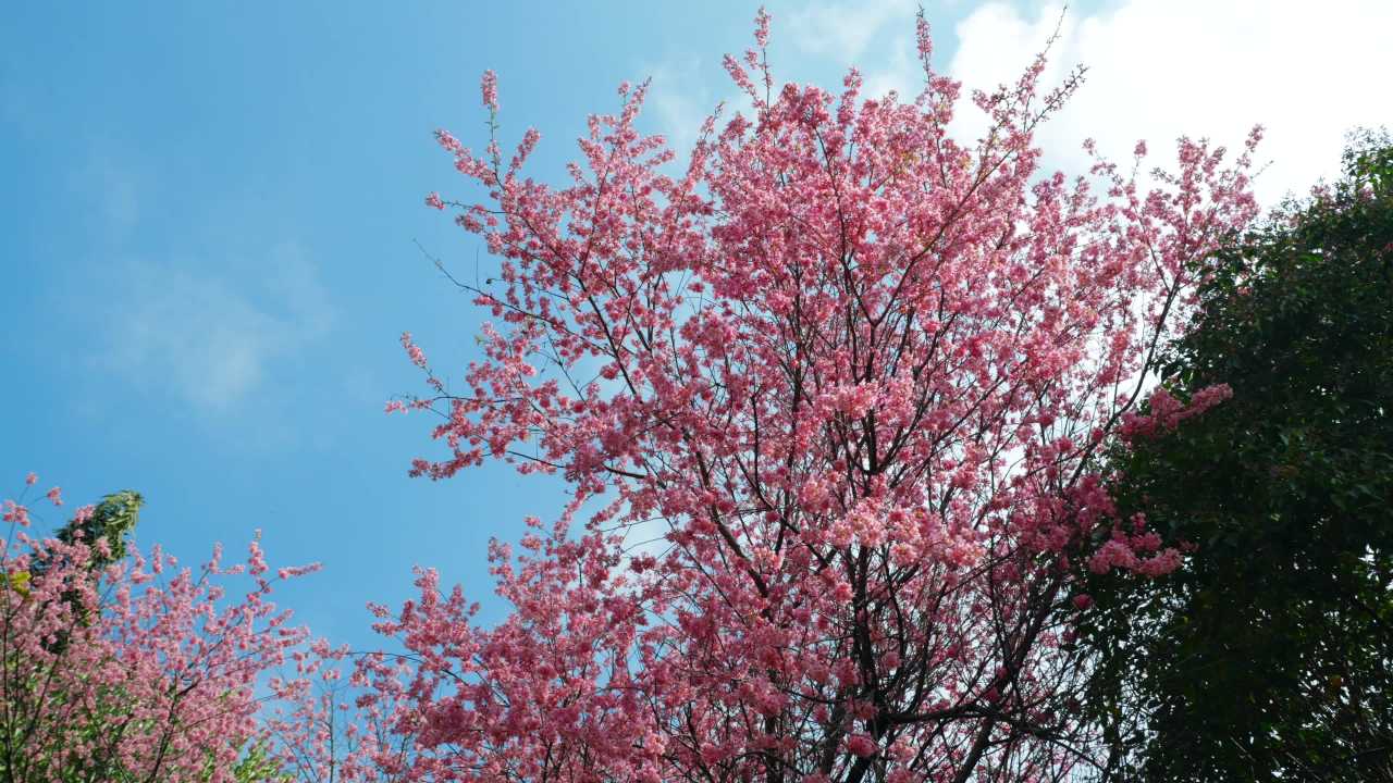 春日樱花盛开
