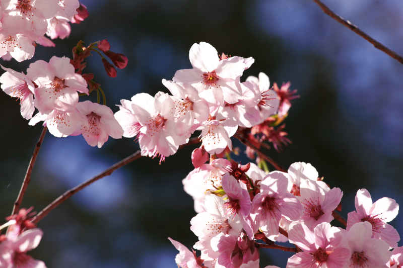 春·樱花祭 28