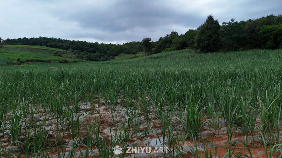 田野间的绿意与岩石