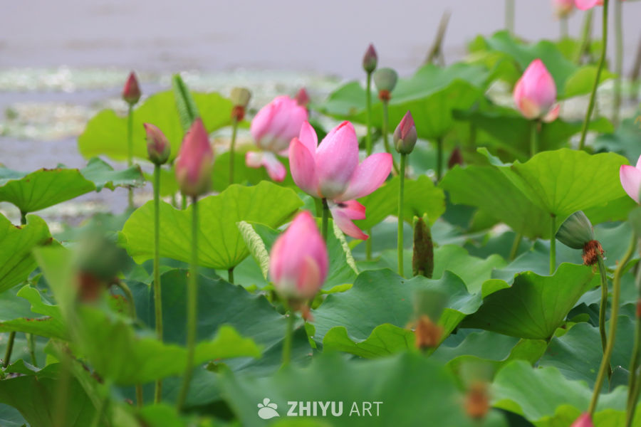 盛夏荷花 49