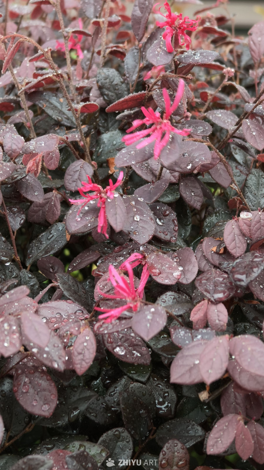 雨后紫叶植物