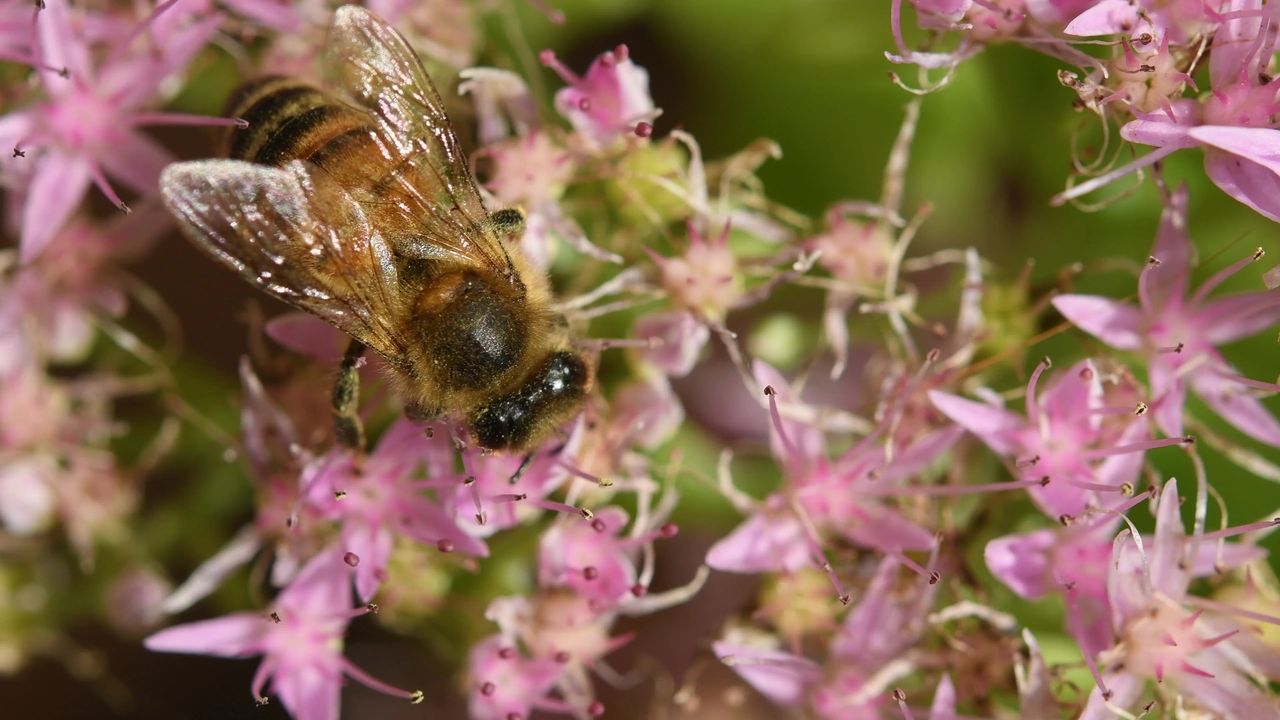 蜜蜂花蜜布鲁姆昆虫