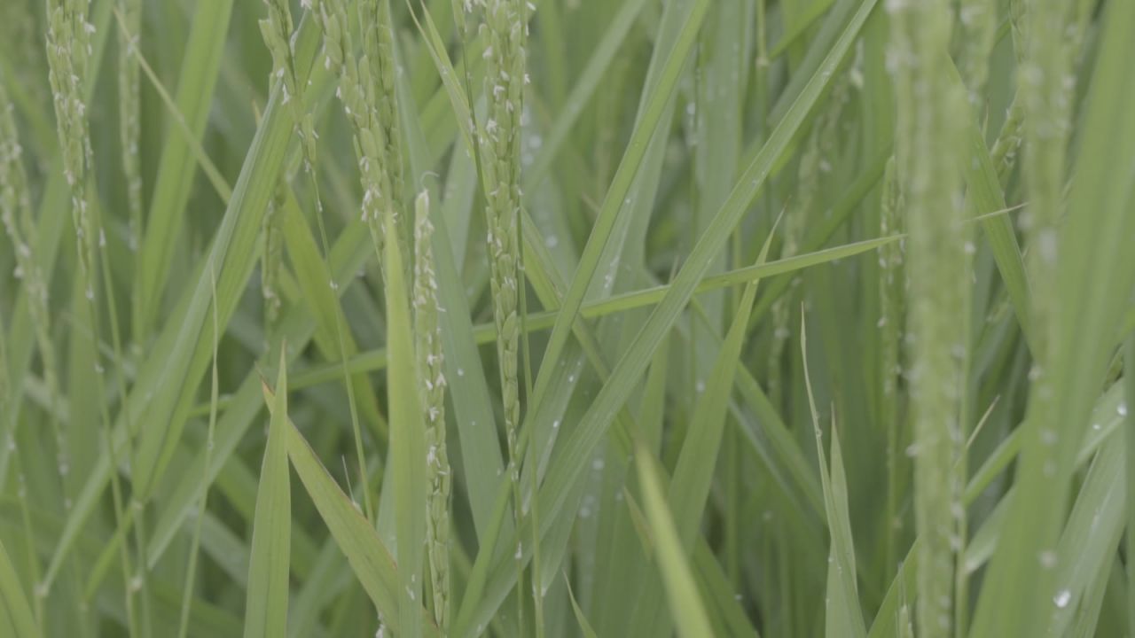 五常稻花香大米 33