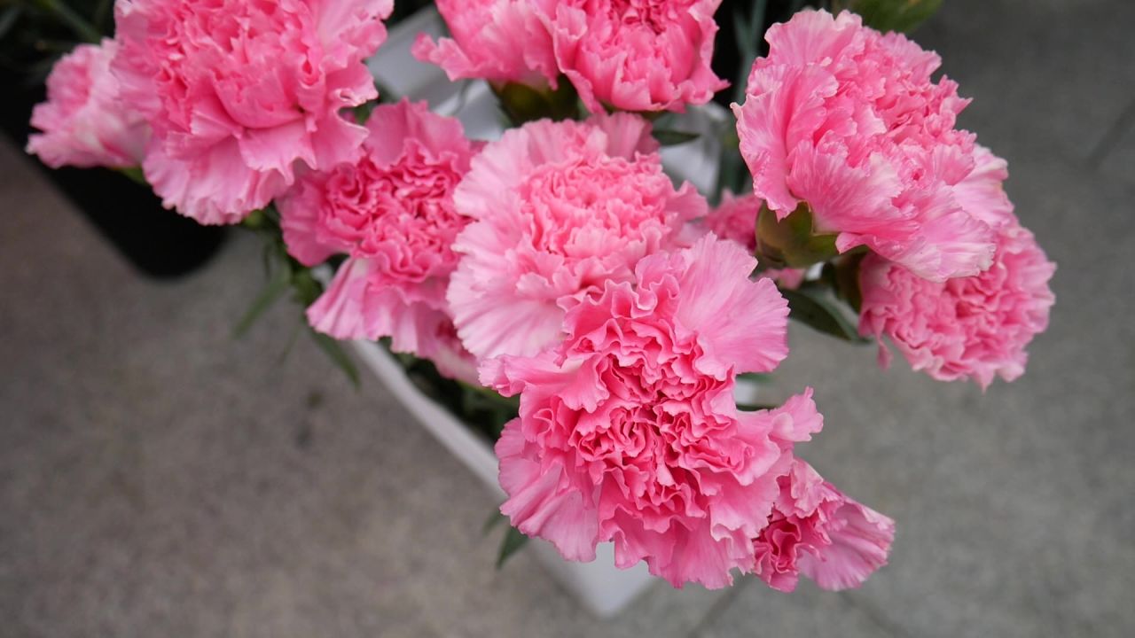 迎春花市的粉色康乃馨
