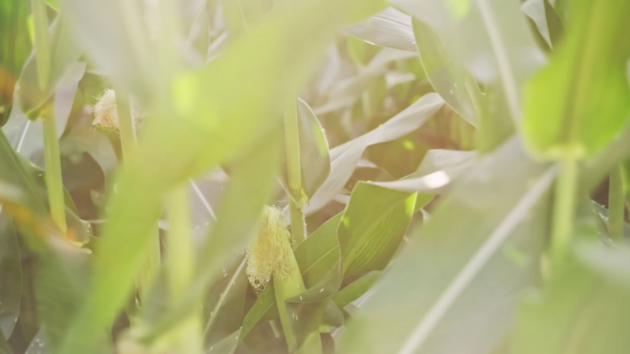 立秋时节授粉期的玉米升格视频 3