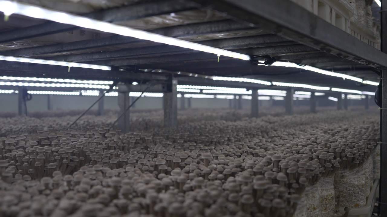 标准化工厂培育鹿茸菇