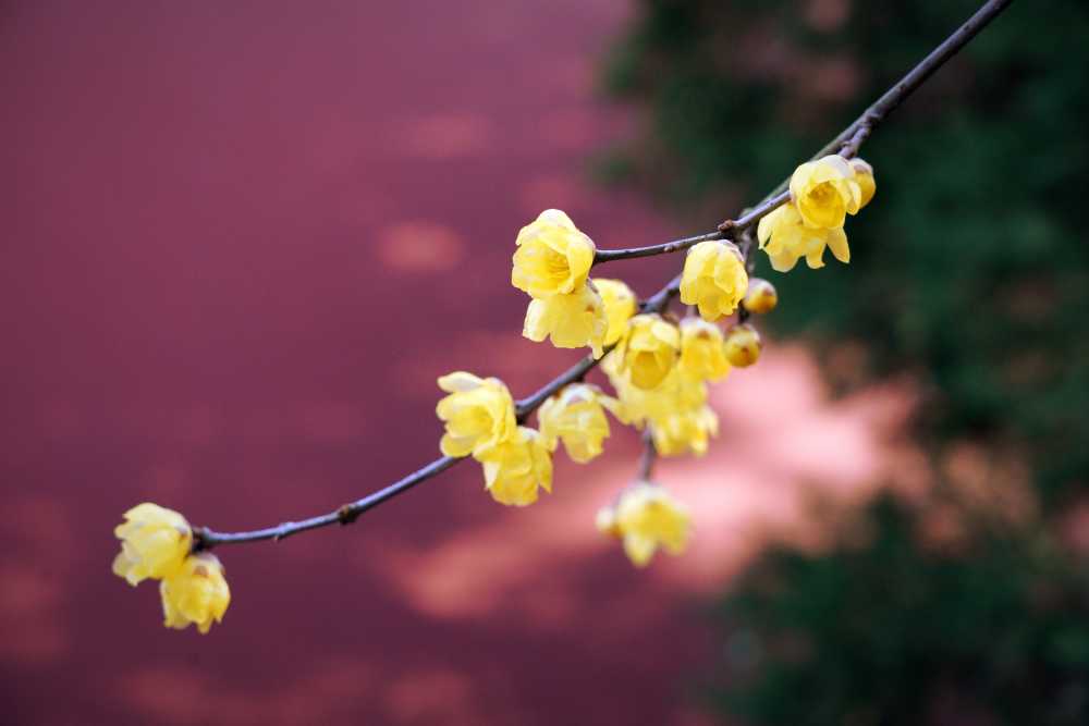 蜡梅
