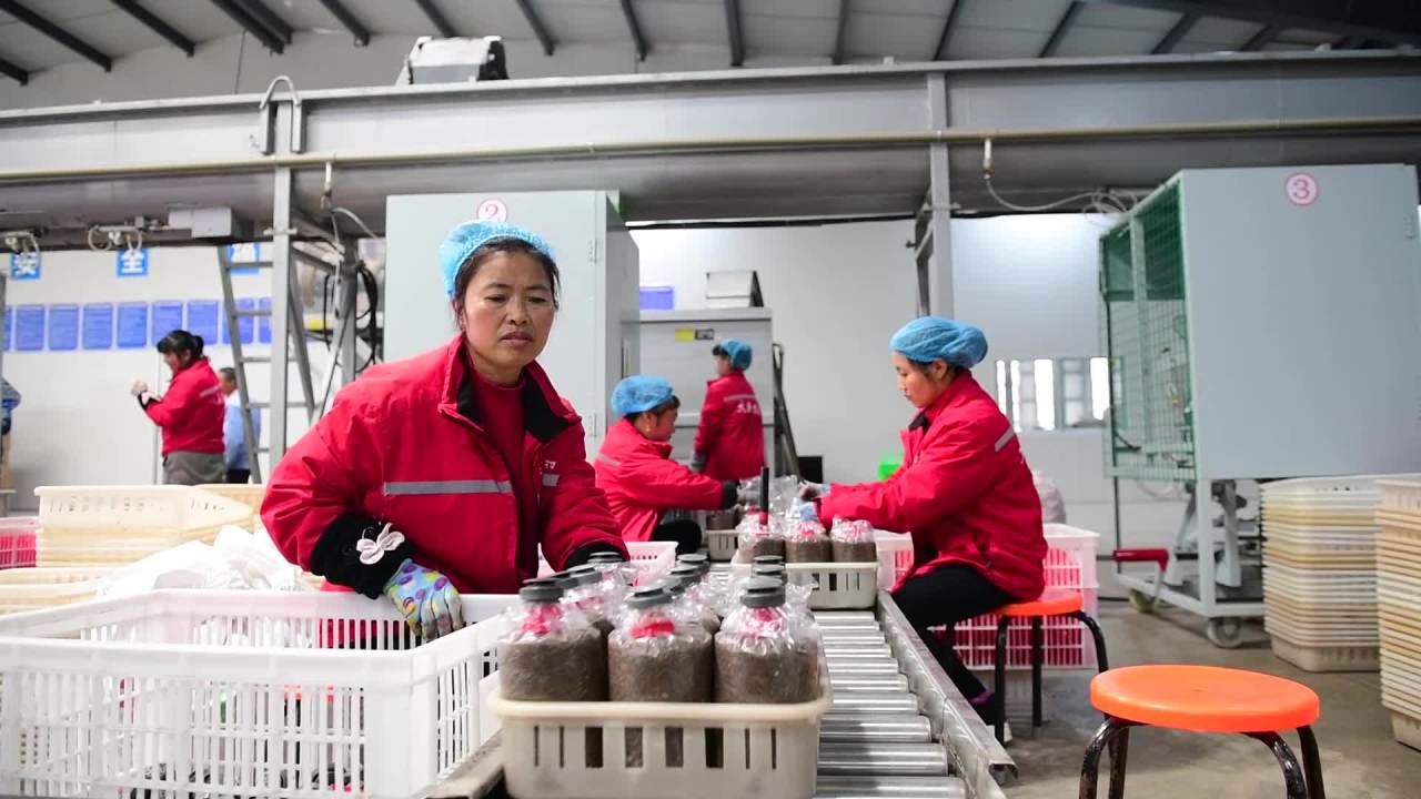 食用菌鹿茸菇工厂化生产采摘加工